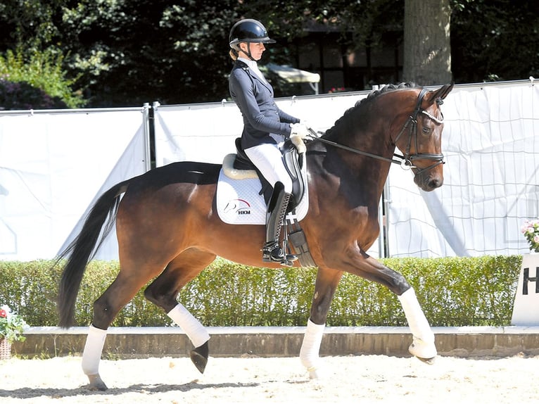 Hanovrien Hongre 4 Ans 174 cm Bai in Bad Bevensen