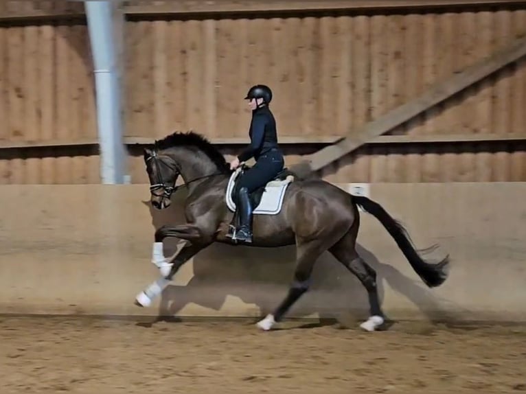 Hanovrien Hongre 4 Ans 174 cm Bai in Basdahl