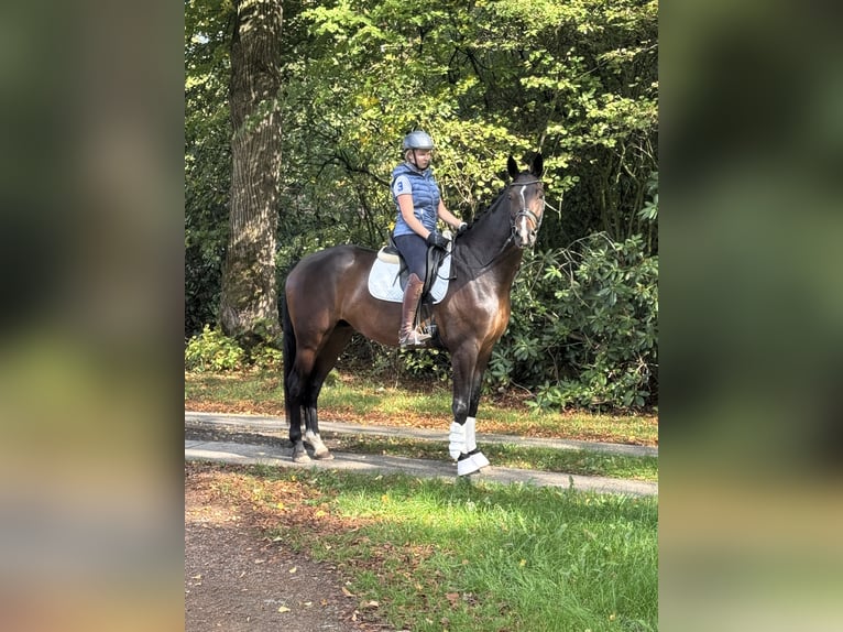 Hanovrien Hongre 4 Ans 174 cm Bai in Borstel