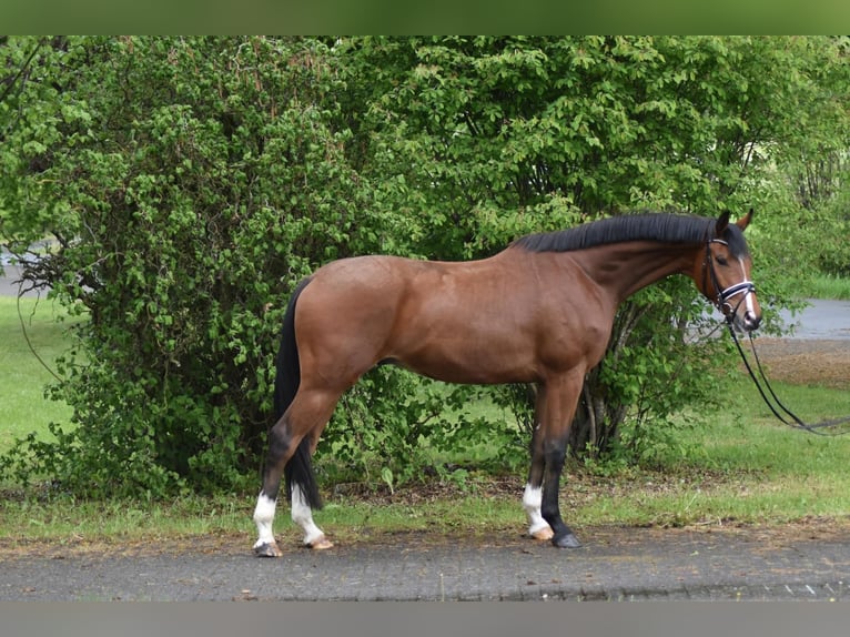 Hanovrien Hongre 4 Ans 174 cm Bai in Herbstein