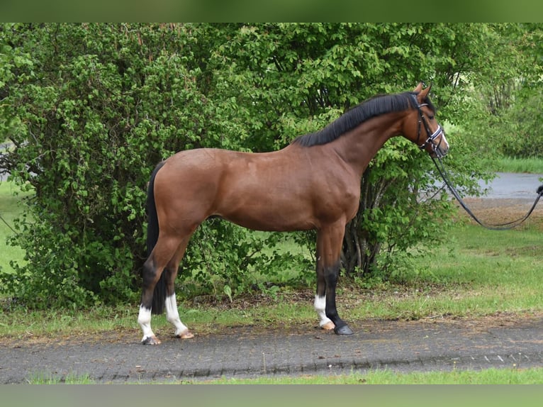 Hanovrien Hongre 4 Ans 174 cm Bai in Herbstein