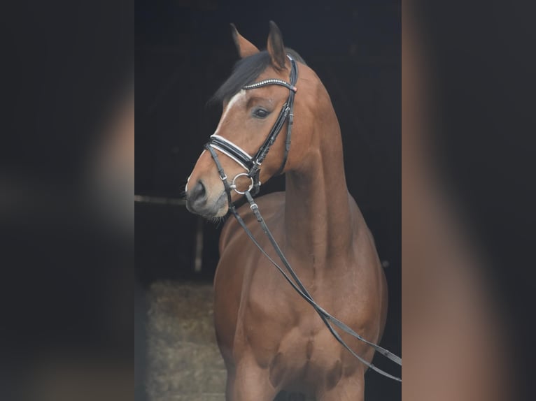 Hanovrien Hongre 4 Ans 174 cm Bai in Herbstein
