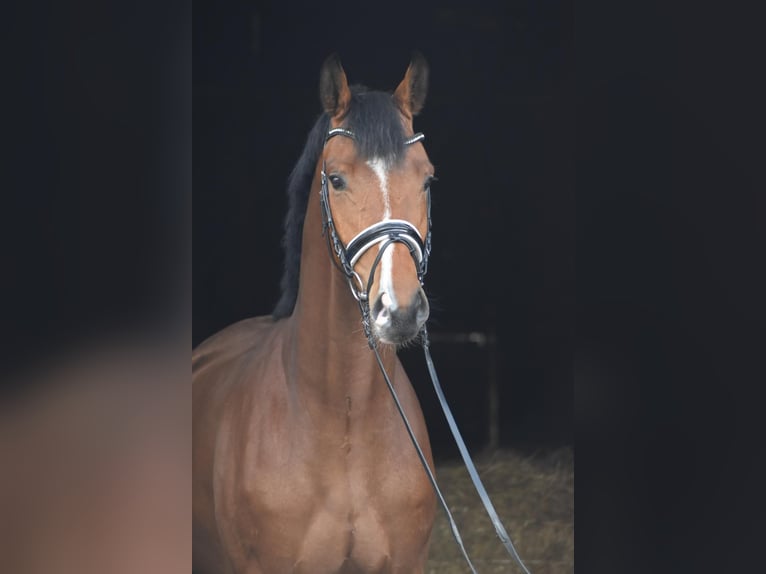 Hanovrien Hongre 4 Ans 174 cm Bai in Herbstein