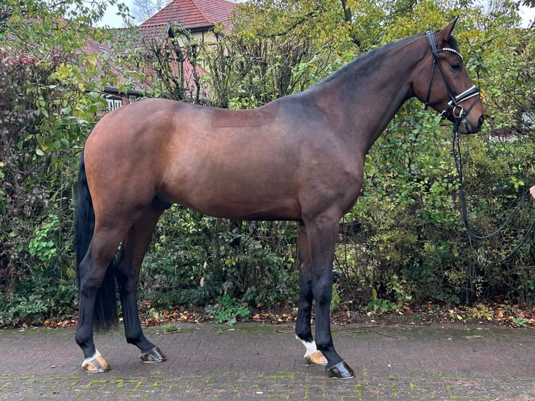 Hanovrien Hongre 4 Ans 174 cm Bai in Römstedt