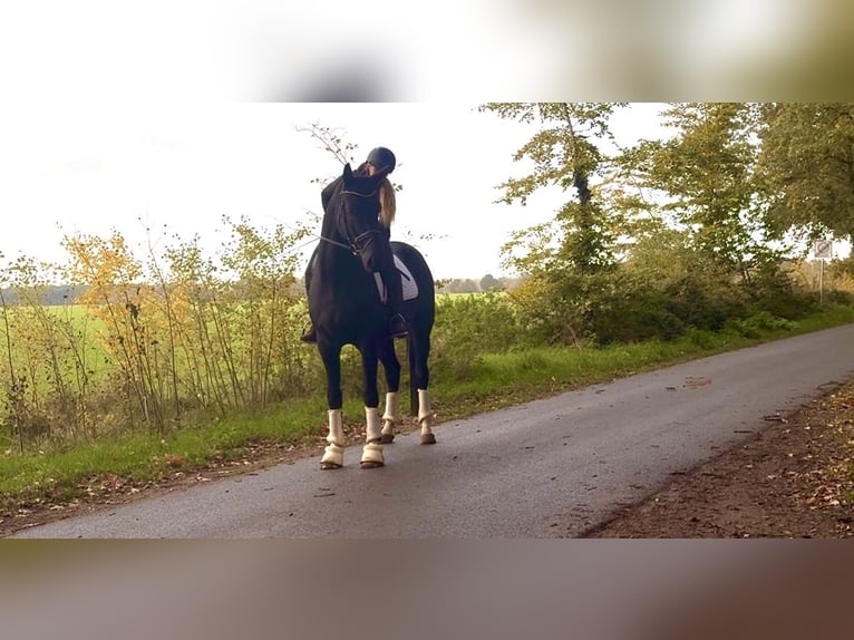 Hanovrien Hongre 4 Ans 174 cm Noir in KirchlintelnKirchlinteln