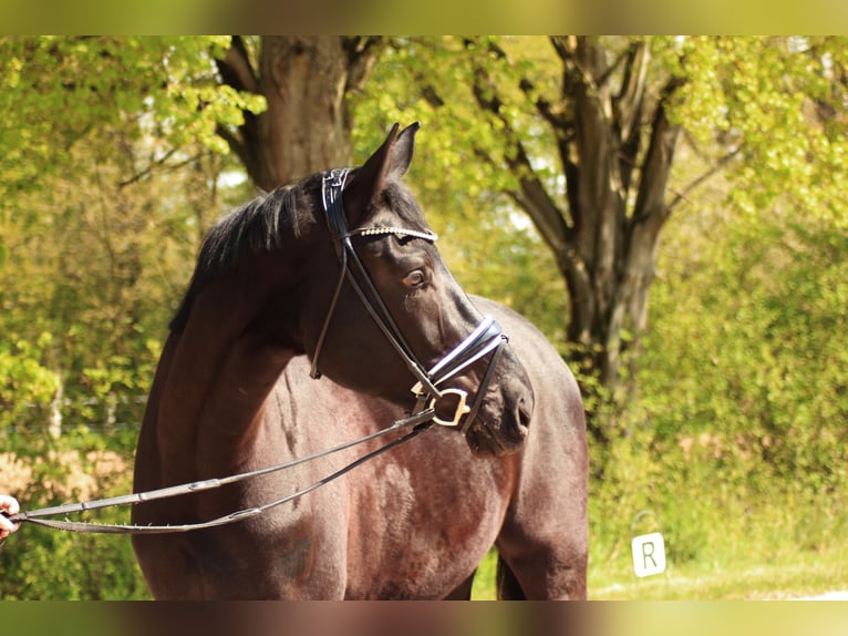 Hanovrien Hongre 4 Ans 174 cm Noir in Wiesbaden