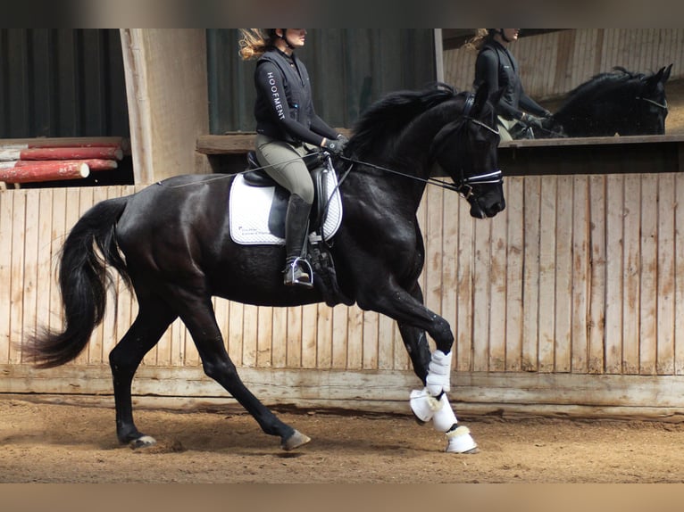 Hanovrien Hongre 4 Ans 174 cm Noir in Wiesbaden