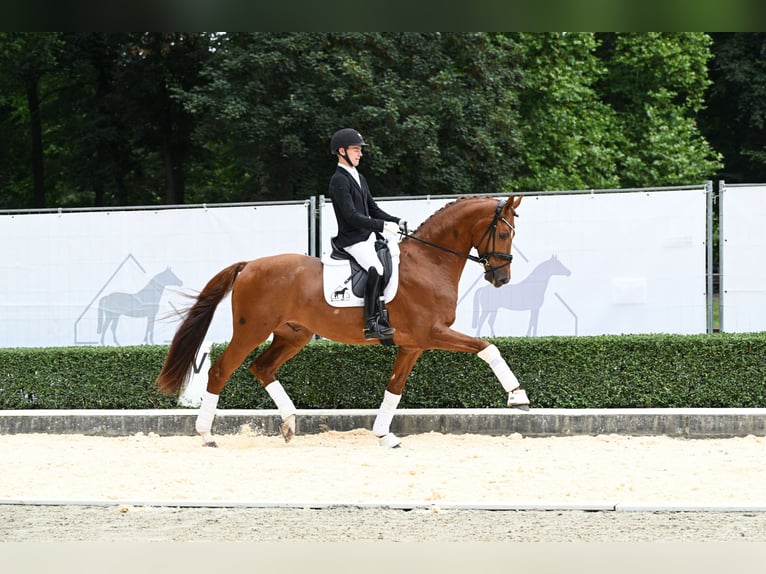 Hanovrien Hongre 4 Ans 175 cm Alezan in Bad Bevensen