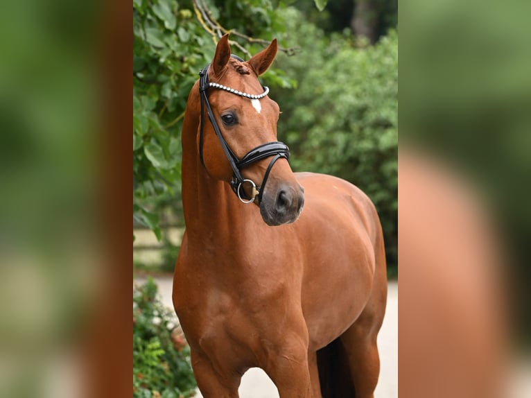 Hanovrien Hongre 4 Ans 175 cm Alezan in Bad Bevensen