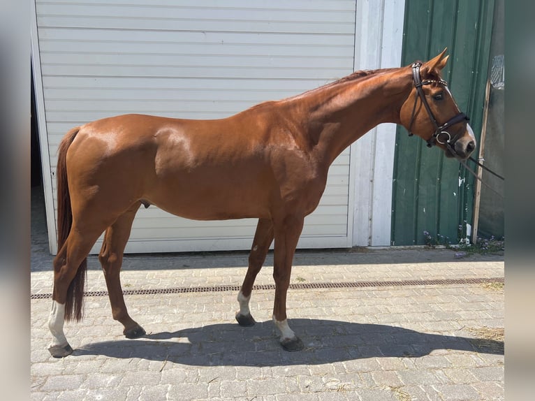 Hanovrien Hongre 4 Ans 175 cm Alezan in Braunsbedra