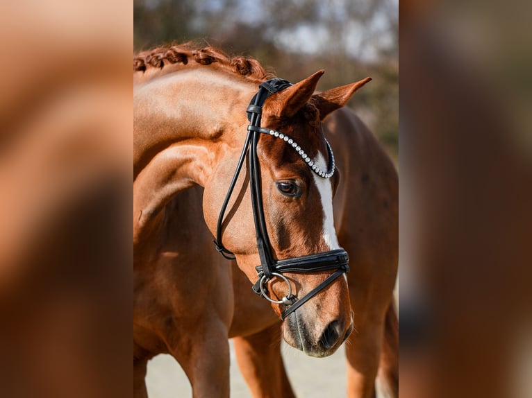 Hanovrien Hongre 4 Ans 175 cm Alezan in Riedstadt