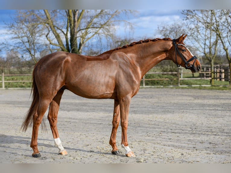 Hanovrien Hongre 4 Ans 175 cm Alezan in Riedstadt