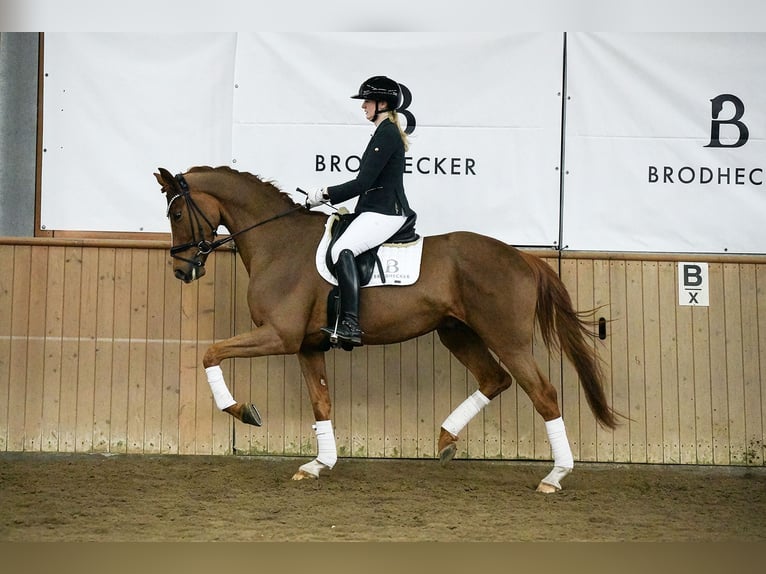 Hanovrien Hongre 4 Ans 175 cm Alezan in Riedstadt