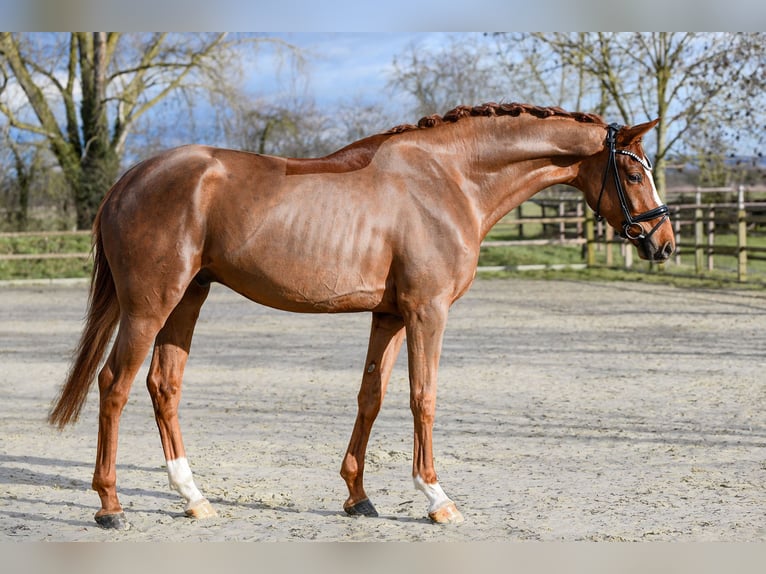 Hanovrien Hongre 4 Ans 175 cm Alezan in Riedstadt