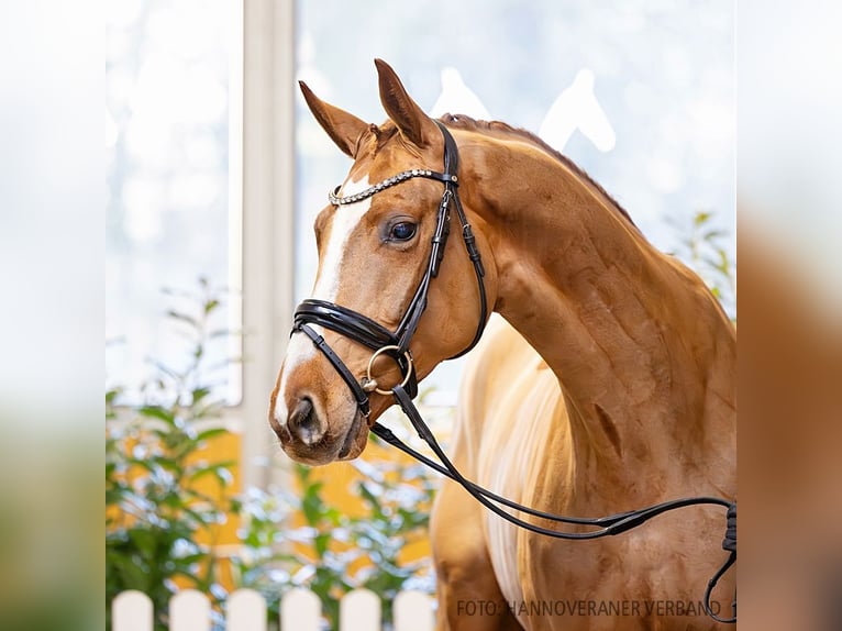 Hanovrien Hongre 4 Ans 175 cm Alezan in Verden