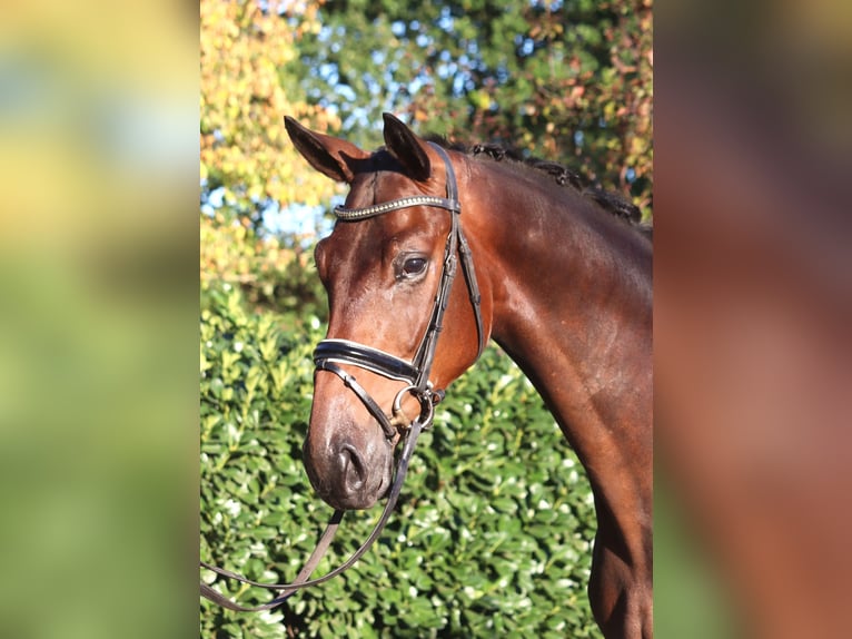 Hanovrien Hongre 4 Ans 175 cm Bai in Selsingen