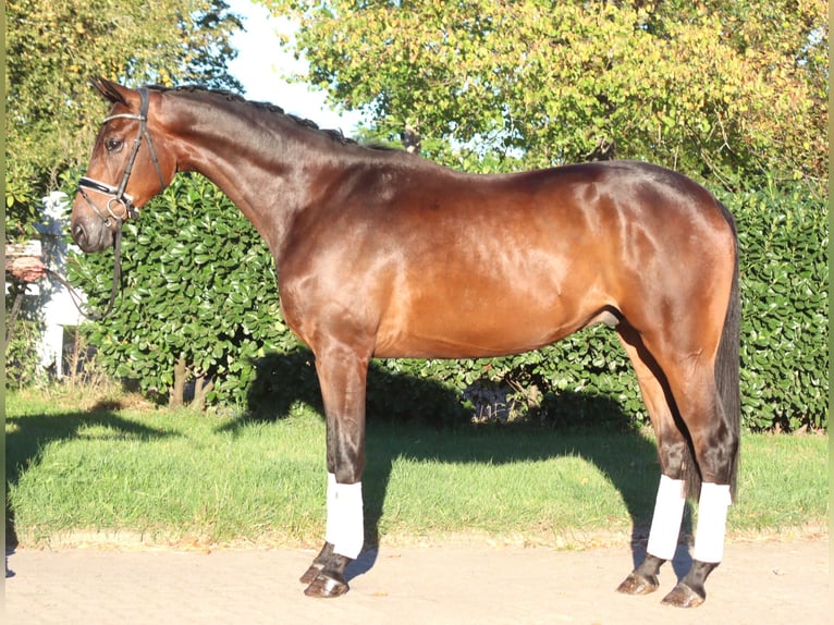 Hanovrien Hongre 4 Ans 175 cm Bai in Selsingen