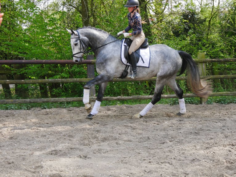 Hanovrien Hongre 4 Ans 175 cm in Dorsten