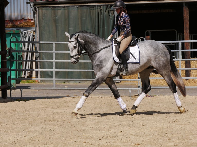 Hanovrien Hongre 4 Ans 175 cm in Dorsten