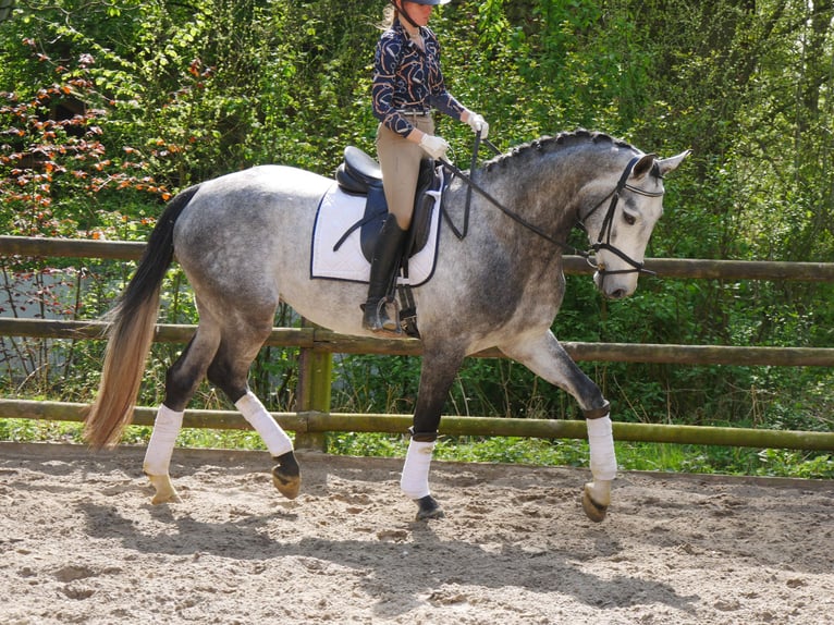 Hanovrien Hongre 4 Ans 175 cm in Dorsten