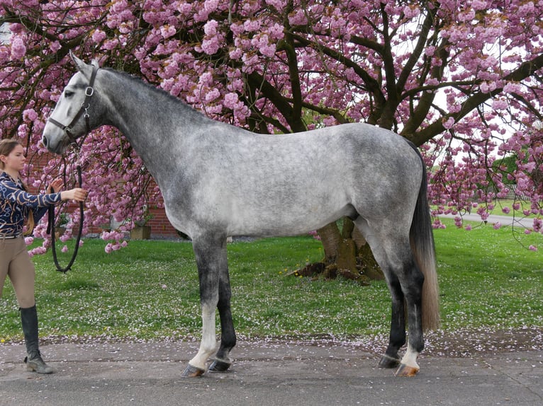 Hanovrien Hongre 4 Ans 175 cm in Dorsten