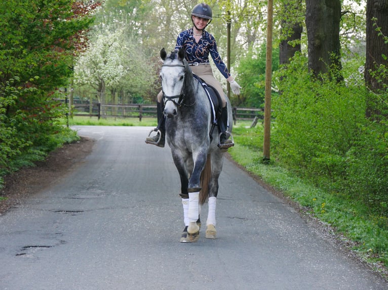 Hanovrien Hongre 4 Ans 175 cm in Dorsten