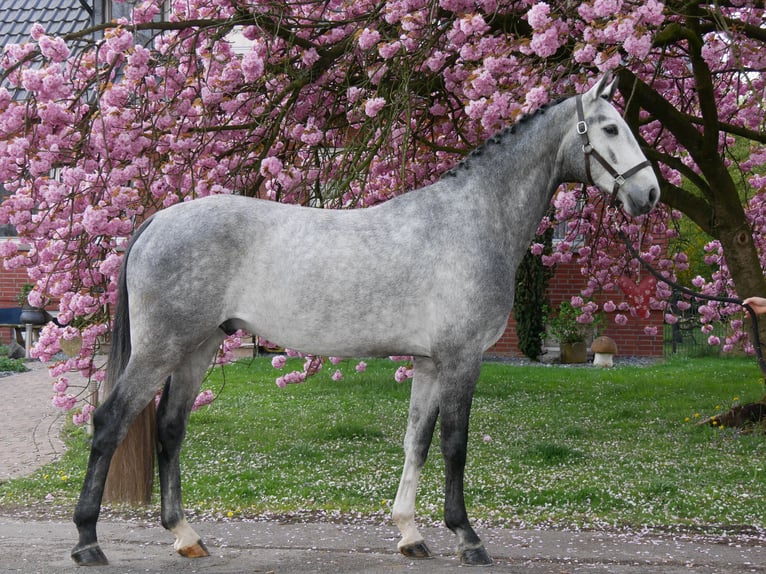 Hanovrien Hongre 4 Ans 175 cm in Dorsten