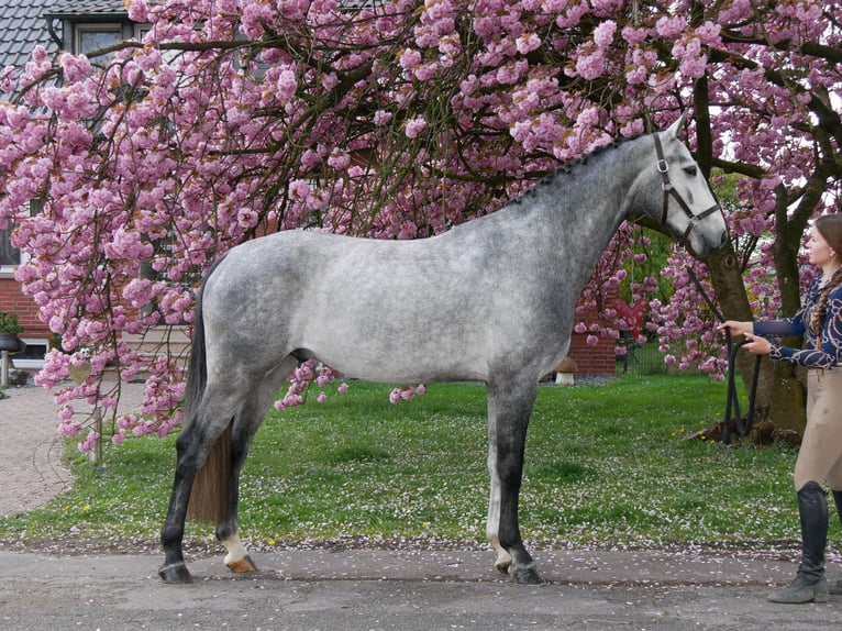 Hanovrien Hongre 4 Ans 175 cm in Dorsten