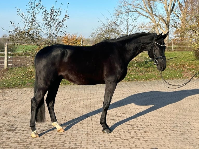 Hanovrien Hongre 4 Ans 175 cm Noir in Landesbergen Landesbergen