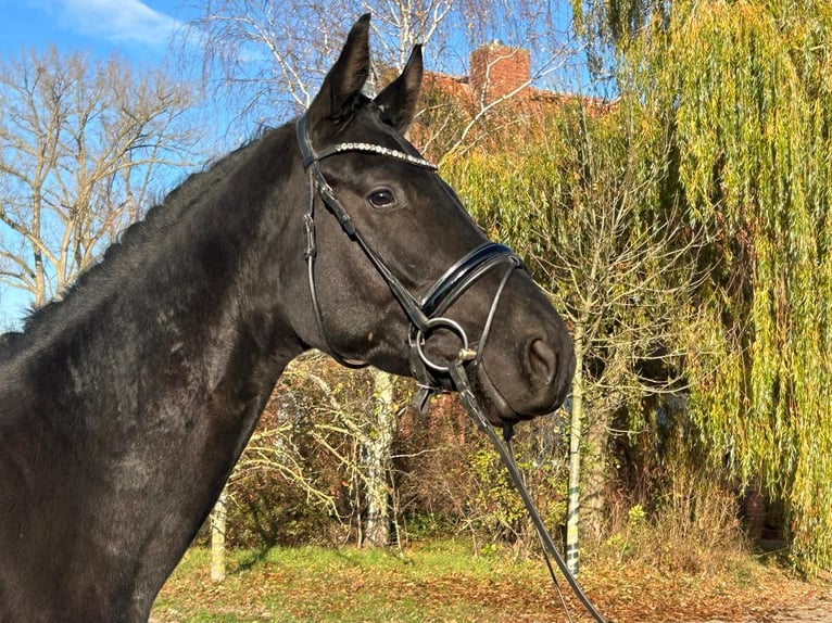 Hanovrien Hongre 4 Ans 175 cm Noir in Landesbergen Landesbergen