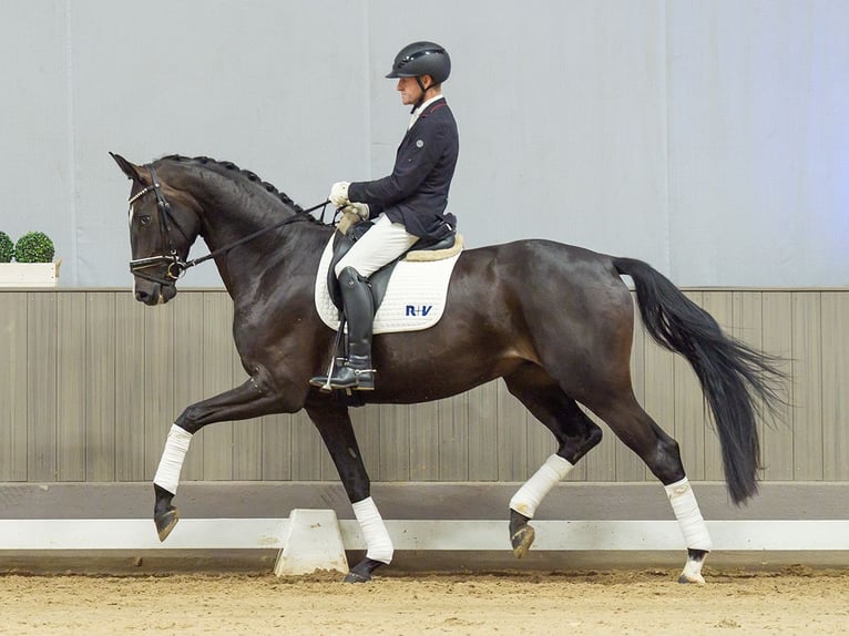 Hanovrien Hongre 4 Ans 175 cm Noir in Mnster-Handorf