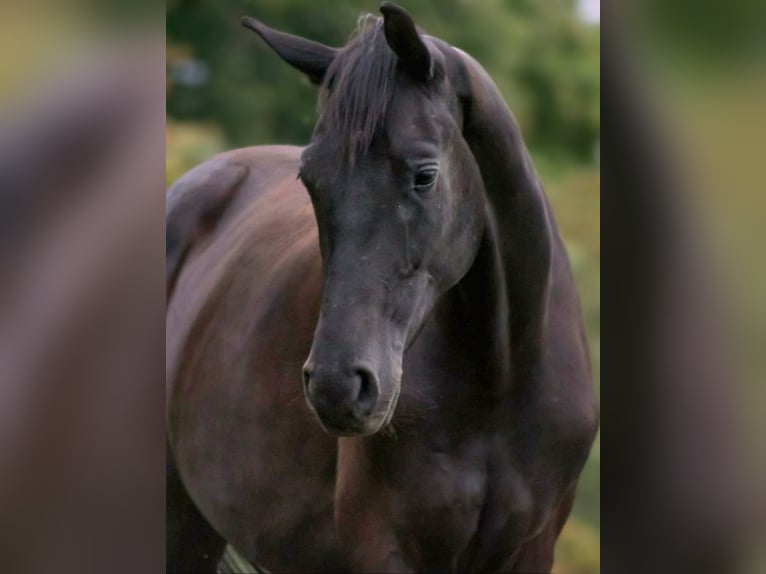Hanovrien Hongre 4 Ans 175 cm Noir in Warendorf