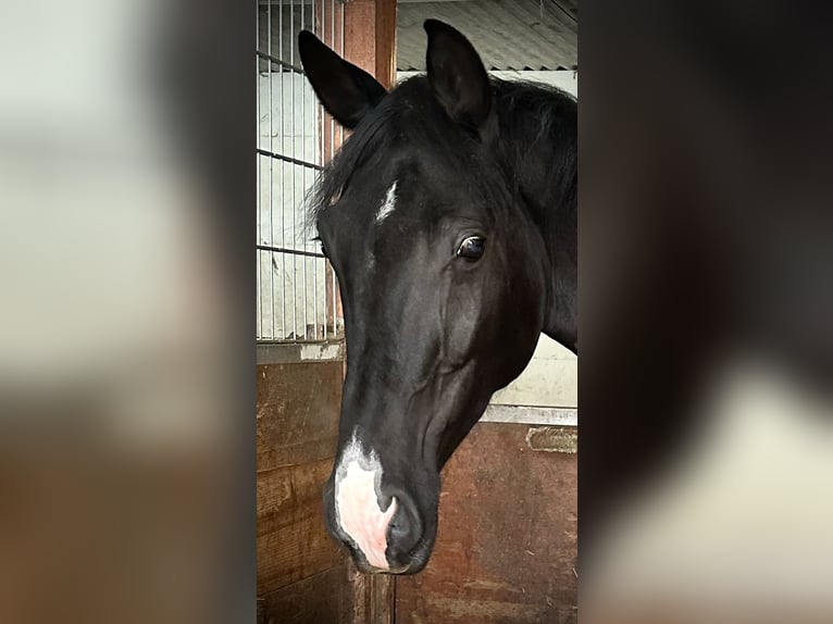Hanovrien Hongre 4 Ans 175 cm Noir in Dürnau