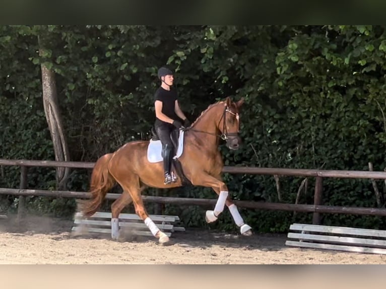 Hanovrien Hongre 4 Ans 176 cm Alezan in Verden (Aller)