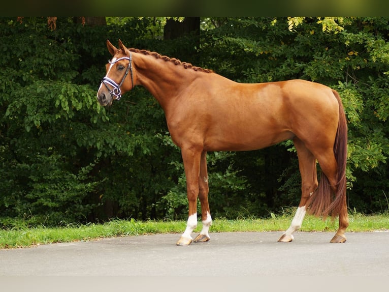 Hanovrien Hongre 4 Ans 176 cm Alezan in Gleichen
