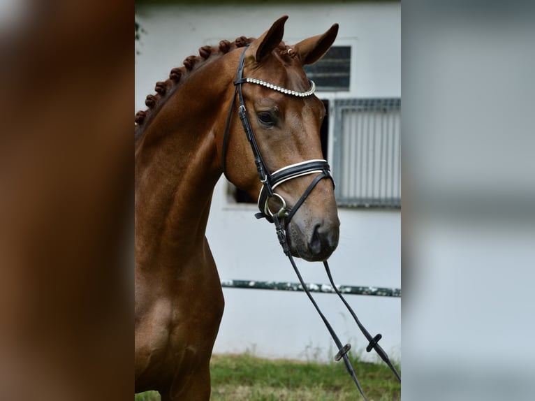 Hanovrien Hongre 4 Ans 176 cm Alezan in Burgdorf