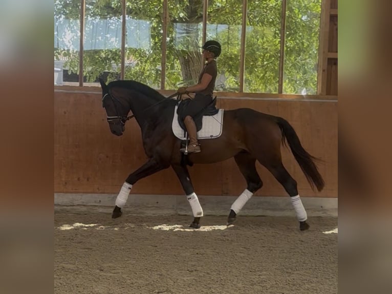 Hanovrien Hongre 4 Ans 176 cm Bai in Mainz