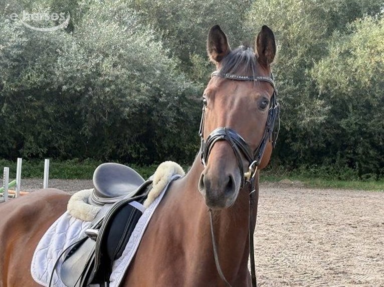 Hanovrien Hongre 4 Ans 176 cm Bai in Verden (Aller)