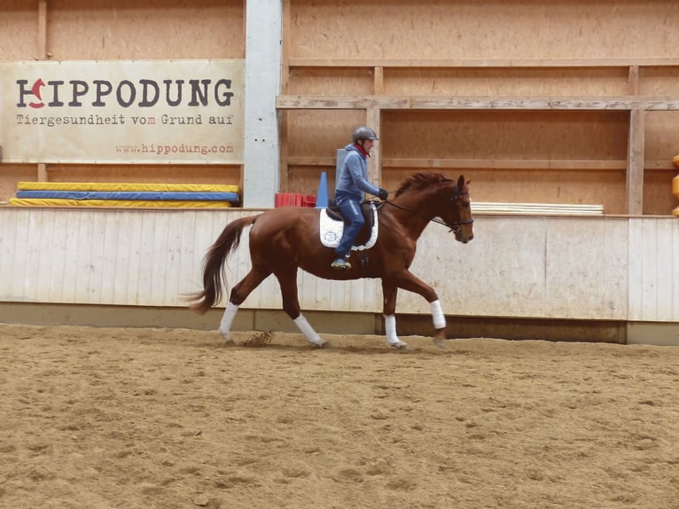 Hanovrien Hongre 4 Ans 177 cm Alezan in Rot an der Rot