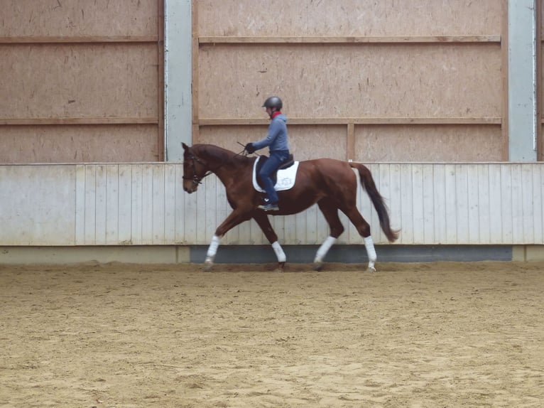 Hanovrien Hongre 4 Ans 177 cm Alezan in Rot an der Rot