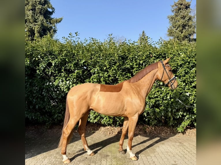 Hanovrien Hongre 4 Ans 177 cm Alezan in Hittbergen