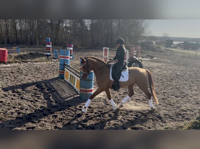 Hanovrien Hongre 4 Ans 177 cm Alezan in Hittbergen