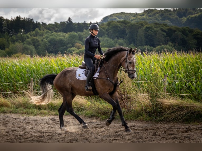 Hanovrien Hongre 4 Ans 177 cm Gris in Modautal