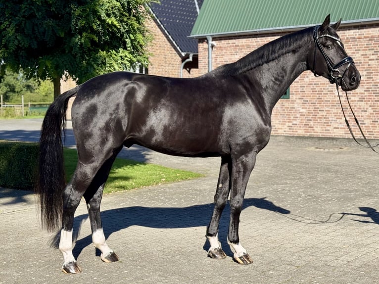 Hanovrien Hongre 4 Ans 177 cm Noir in Brande-Hörnerkirchen