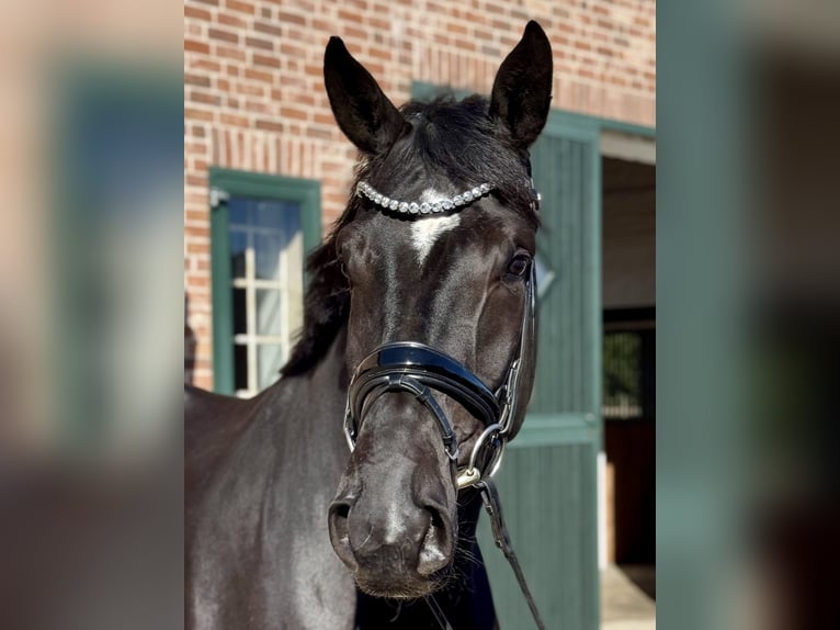 Hanovrien Hongre 4 Ans 177 cm Noir in Brande-Hörnerkirchen