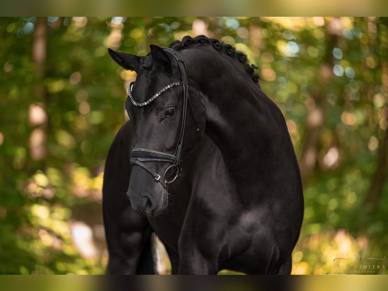 Hanovrien Hongre 4 Ans 177 cm Noir in Wehringen
