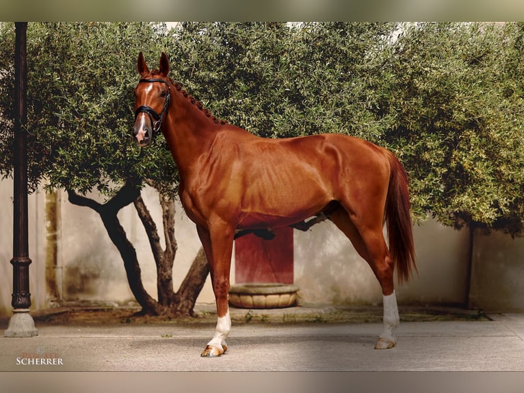 Hanovrien Hongre 4 Ans 178 cm Alezan in Maussane