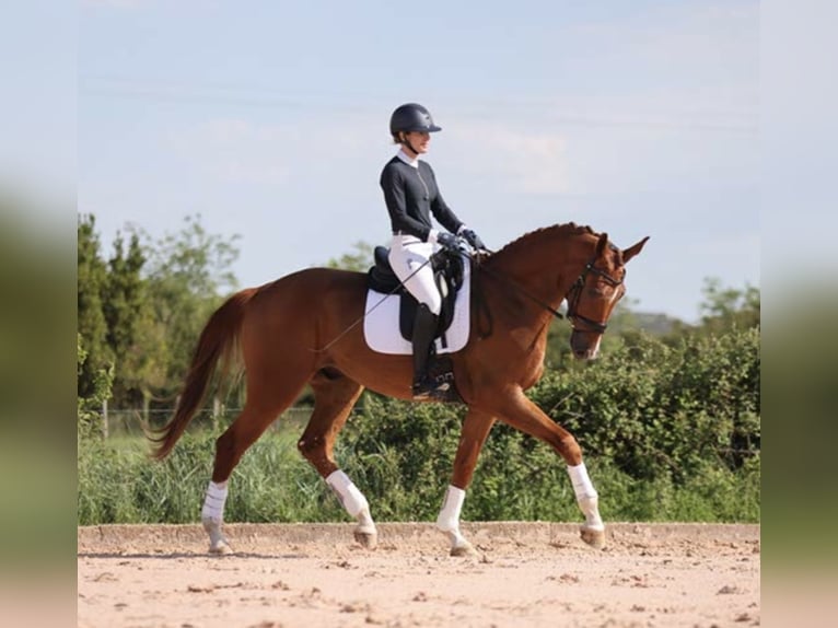 Hanovrien Hongre 4 Ans 178 cm Alezan in Maussane