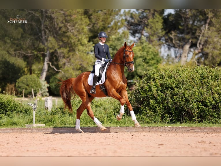 Hanovrien Hongre 4 Ans 178 cm Alezan in Maussane