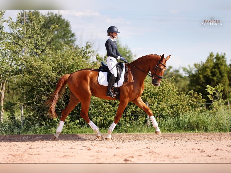 Hanovrien Hongre 4 Ans 178 cm Alezan in Maussane
